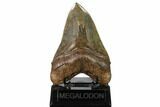 Serrated, Fossil Megalodon Tooth - Georgia #159744-2